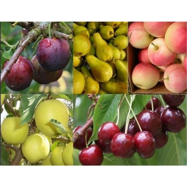 冬季销售-种植自己的果树提供-五种不同的树