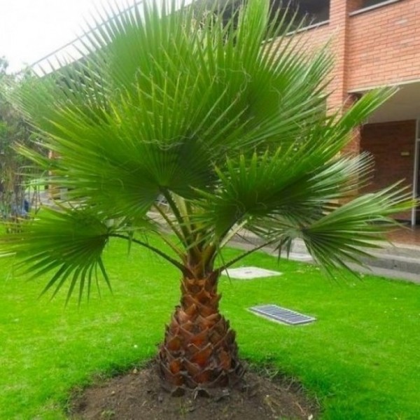 巨型约3-4英尺的墨西哥扇棕榈-用于露台或甲板的华盛顿罗巴斯塔棉棕榈-约100-120厘米(3-4英尺)高