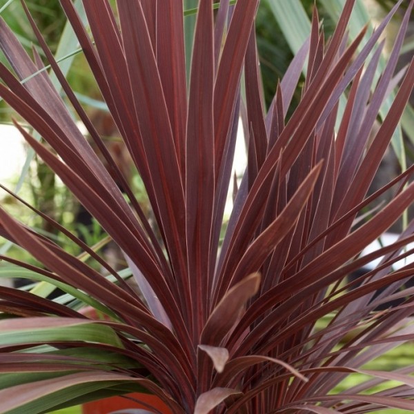 天井棕榈-紫-红星级塔Cordylines -约80厘米-理想的天井种植中心