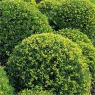 修剪成形的球,冬青属crenata -深绿色框叶的日本冬青球大