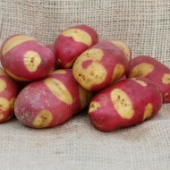 玛雅上升——主要农作物种子土豆群10