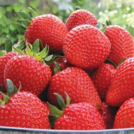 草莓“甜心”——自己种草莓