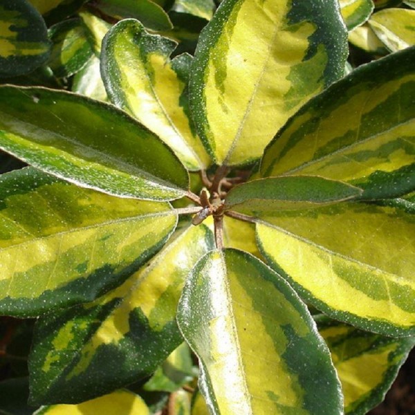 Elaeagnus x ebbingei引人注目——野生橄榄