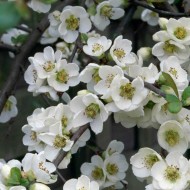 木瓜叶Nivalis——白海棠开花