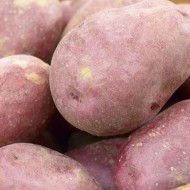 克尔粉色-主要农作物种子土豆群10