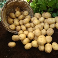 Marfona 10 - 2早期土豆种子包