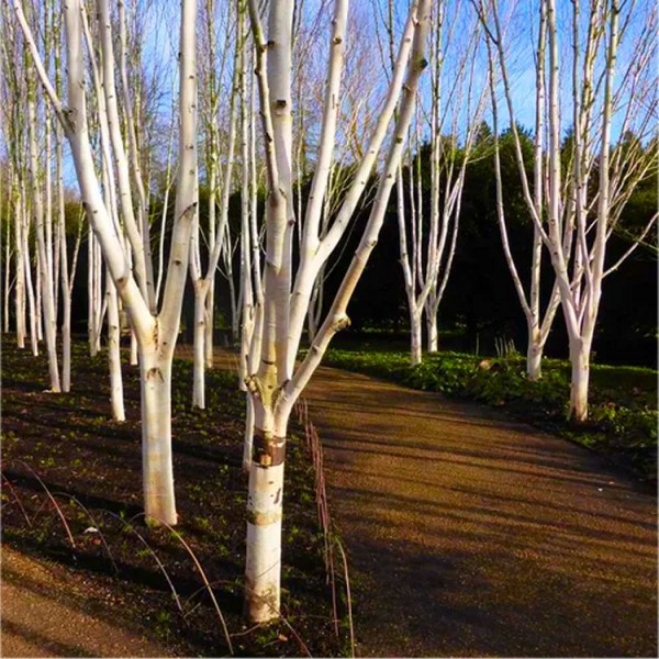 桦木属utilis Jacmontii“白雪女王”——西喜马拉雅桦树cms - 150到180