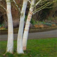 桦木属utilis var. jacquemontii“Doorenbos”——白色树皮西喜马拉雅桦树,140 - 160厘米左右