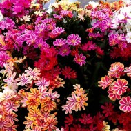 Lewisia山梦想——华丽Lewisia植物在各种各样的颜色