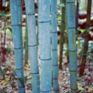 植被类型黑质Henonis -蓝竹6英尺植物群3 +