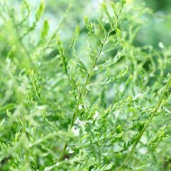 粗茎鳞毛filix-mas Linearis——许多指出男性蕨类植物