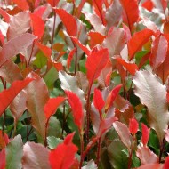 Photinia fraseri Coralina——红罗宾灌木