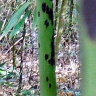 植被类型bambusoides“Tanakae”——豹竹子