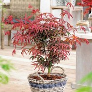 鸡爪槭海星——日本枫树