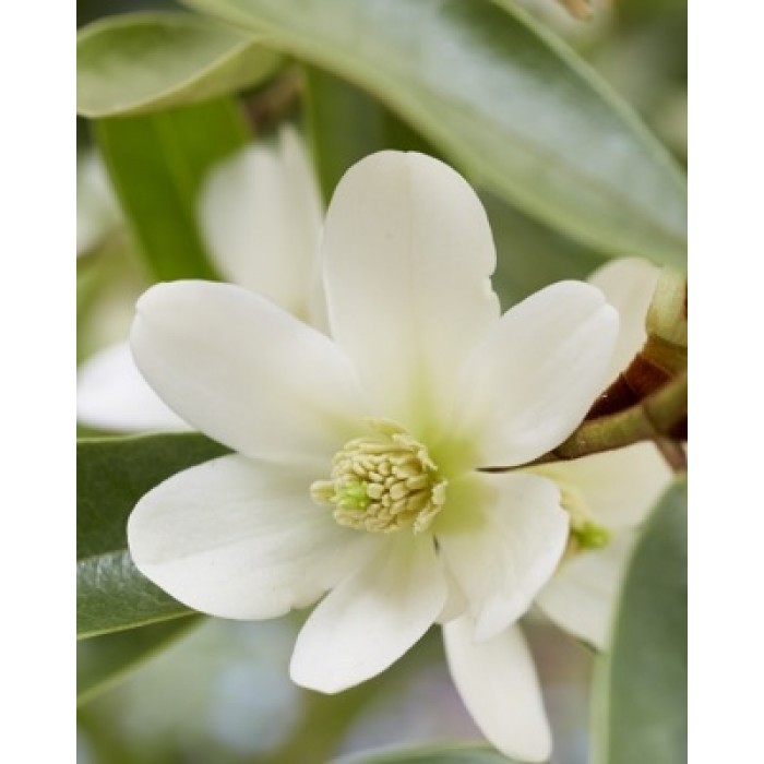木兰香草珍珠——常绿含笑木兰