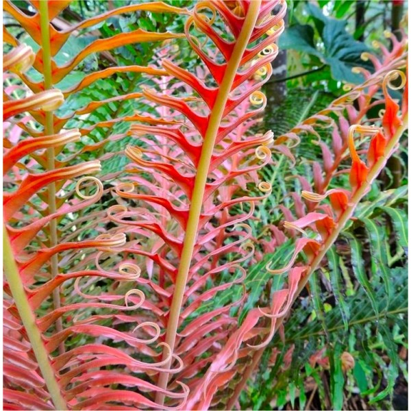 乌毛brasiliense“火山”——红巴西树蕨类植物