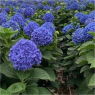 巨大的蓝色的拖把头绣球花macrophylla紫蘩蒌,大花的拖把头绣球花——XXXL植物