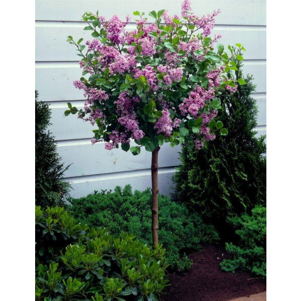 矮朝鲜丁香树-紫丁香Palibin -大型标准120 - 140厘米高