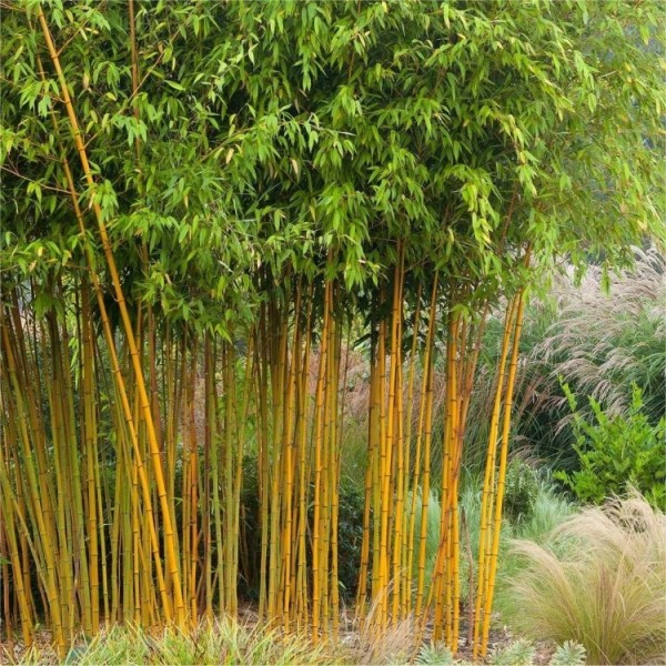 植被类型钻进aureocaulis Yellow-Groove竹- 150 - 180厘米