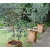 欧罗巴橄榄树-大型地中海橄榄树-大约150-180厘米高