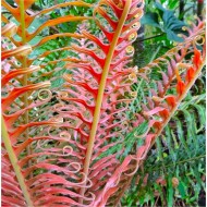 乌毛brasiliense“火山”——红巴西树蕨类植物