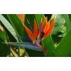 特别优惠- streelizia reginae -天堂鸟植物