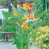 特别优惠- streelizia reginae -天堂鸟植物