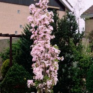 日本旗杆樱花的树——李属amanagawa