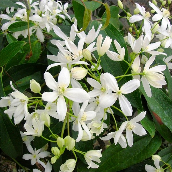 铁线莲armandii -常绿春天开花的铁线莲香包两种植物