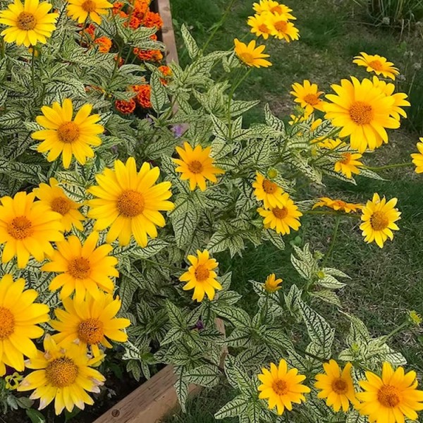 Heliopsis helianthoides laurie阳光的