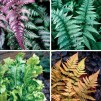 神奇的蕨类植物收集——五个不同植物在各种品种