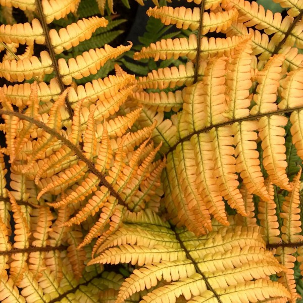粗茎鳞毛wallichiana侏罗纪黄金,黄金木头蕨类植物