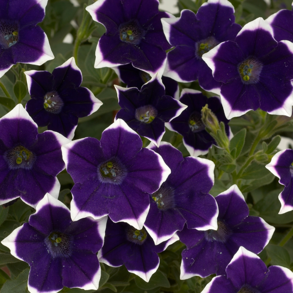 拖着佩妮卡斯卡底古陆“Rim紫”——包6个盆栽