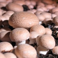 栗蘑菇生长设备——产生你自己的家里美味的作物