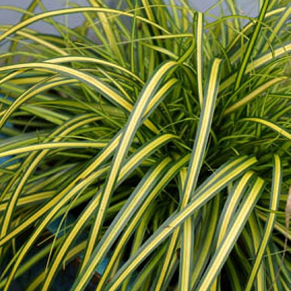 苔属植物oshimensis EverColor®“Eversheen”——日本莎草科的常绿