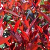 Photinia Carre胭脂——红罗宾灌木