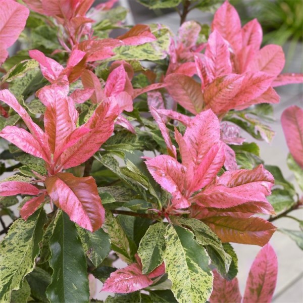 粉色脆Photinia布什——适合庭院种植或花园
