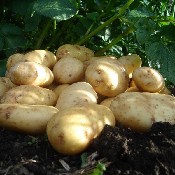 国际肾脏-土豆沙拉种子群10