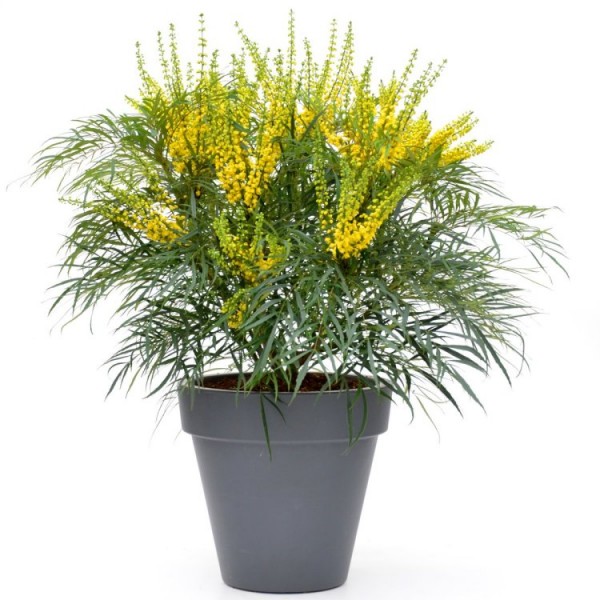 Mahonia 'Soft Caress' -新的常绿Mahonia灌木-大型标本大小的植物