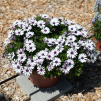 Osteospermum Ostica“紫水晶”