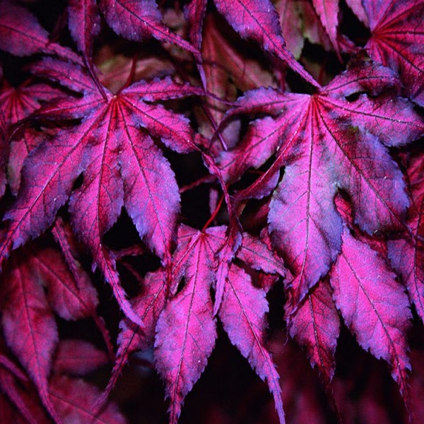 掌木槭-罕见的日本枫与独特的颜色