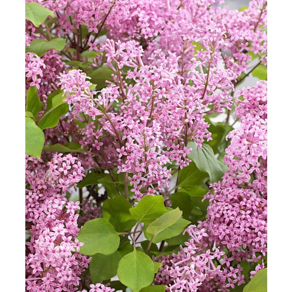 矮朝鲜丁香-紫丁香乔斯抚养长大灌木群三种植物
