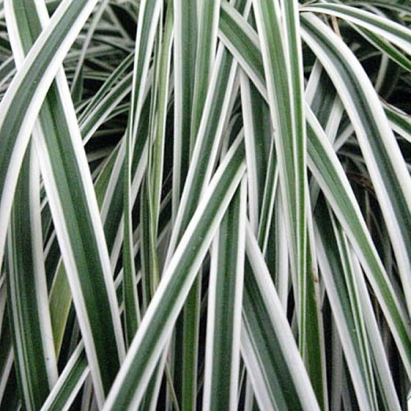 苔属植物oshimensis Evercolour®“珠穆朗玛峰”——日本莎草科的常绿