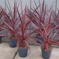 红星Cordyline australis - Patio Torbay Palm -一包2个