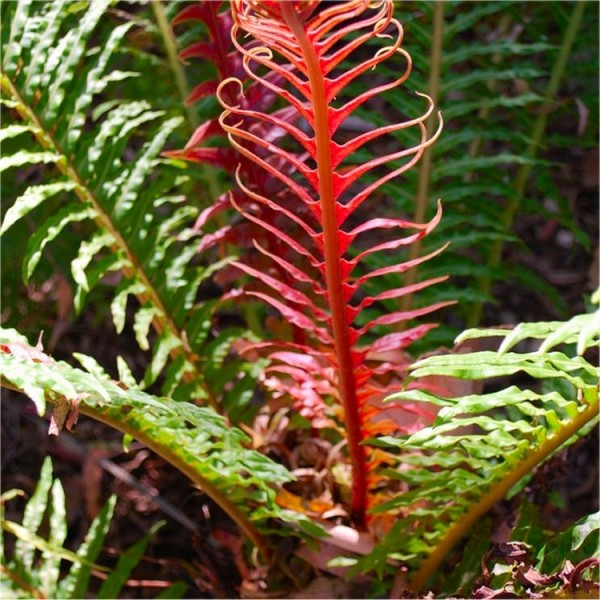 大-乌毛brasiliense“火山”——红巴西树蕨类植物