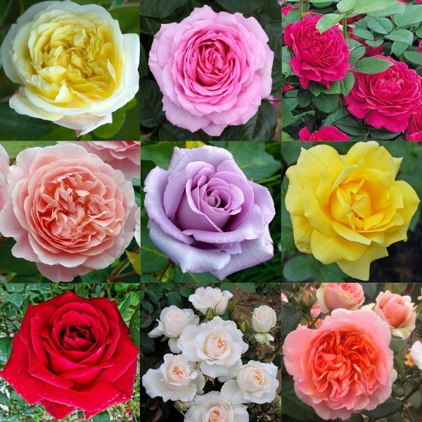 豪华花园玫瑰布什-总理集合群6各种玫瑰