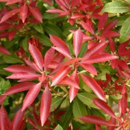 日本红牡丹-山谷里的百合花灌木