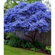 蓝紫丁香树-约120厘米高-加利福尼亚紫丁香树