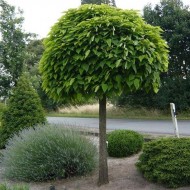 梓Bignonioides娜娜-印度豆树超大crica 180 - 200厘米