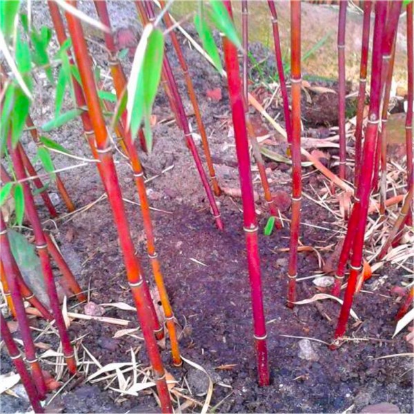 马亚洲奇迹——凝结伞竹植物